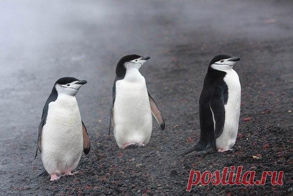 Те немногие, кто добираются до острова Завадовского, сразу чувствуют запах серы: остров представляет собой действующий вулкан. А у его подножия находится крупнейшая в мире колония пингвинов.
