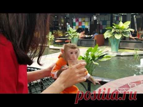 Monkey Baby Nui | Father and mother let Nui go out