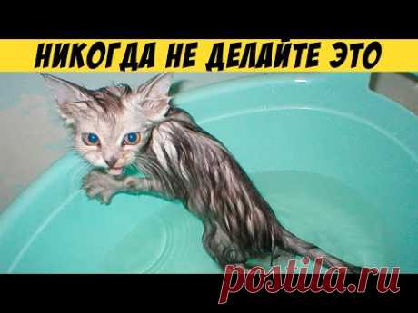 НИКОГДА НЕ ДЕЛАЙТЕ ЭТО С ВАШЕЙ КОШКОЙ! 12 вещей, которые она ненавидит