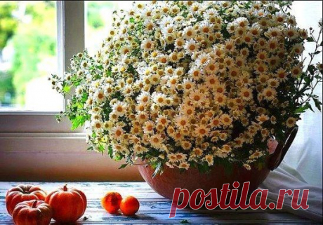(5) Одноклассники