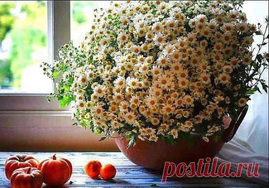 (5) Одноклассники