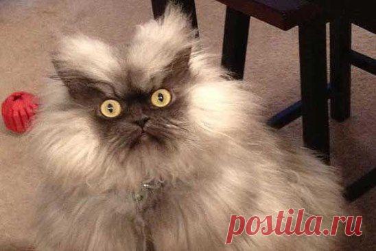 - Мне, nожалуйста, усnокоительного.
- Вам в каnлях или в таблетках?
- Не беси меня !!!