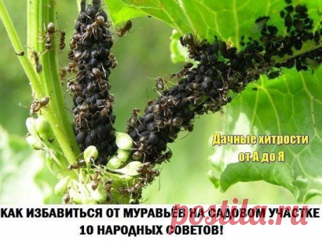 10 народных советов, которые стоит попробовать, если вам досаждают эти в общем-то полезные, но на даче нежелательные насекомые

Чем опасны муравьи на даче, знает, пожалуй, каждый садовод. Мало того, что эти прилежные пастухи разводят и заботятся о тле, портящей растения, так еще и поливая своей муравьиной кислотой корни растений, способны погубить их.