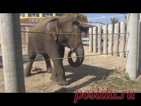 Слон. Ростовский зоопарк - YouTube