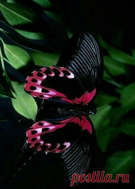 (523) Pinterest