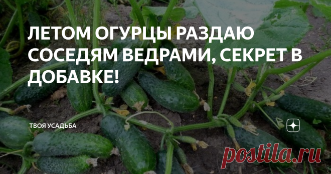 ЛЕТОМ ОГУРЦЫ РАЗДАЮ СОСЕДЯМ ВЕДРАМИ, СЕКРЕТ В ДОБАВКЕ! Летом и зимой у меня так много огурчиков, что раздаю их родным и соседям! Пусть зимой и не вёдрами, но летом их реально много - не успеваем консервировать и салаты делать. Секрет простой и раз сейчас праздники, решила поделиться секретом. Опытные огородники наверняка его знают, но для новичков, я думаю, пригодится.

Понятное дело, чтобы вдоволь лакомиться и хрустеть, надо вырастить приличный урожай. Бубен и шаманство н...