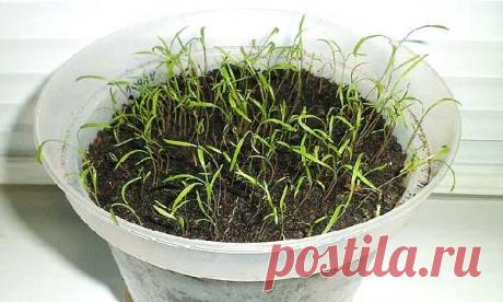 Укроп на подоконнике