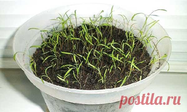 Укроп на подоконнике