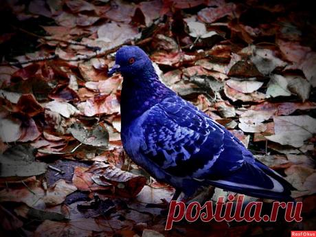 Фото: Голубь. Николай Попов. Фото животных - Фото и фотограф на Расфокусе.