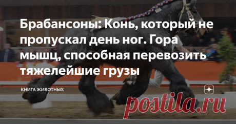 Брабансоны: Конь, который не пропускал день ног. Гора мышц, способная перевозить тяжелейшие грузы Краткий обзор на коней-качков с огромной силой.