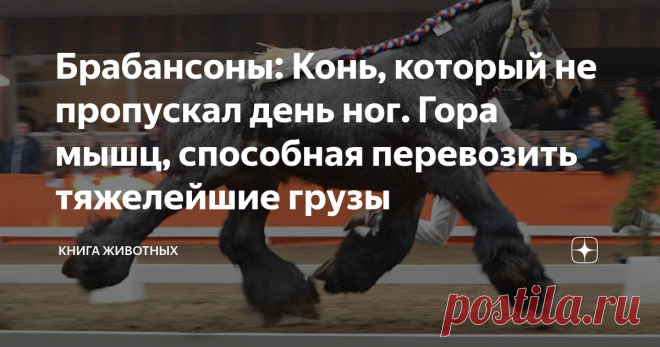 Брабансоны: Конь, который не пропускал день ног. Гора мышц, способная перевозить тяжелейшие грузы Краткий обзор на коней-качков с огромной силой.