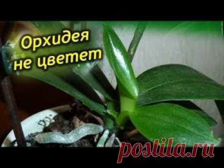 Орхидея не цветет, а листья растут! Как заставить цвести орхидею?