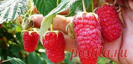 Уход за посаженной малиной

В посадках малины почва постоянно должна быть рыхлой, увлажненной, не заросшей сорняками.
Уход за почвой под малиной
В первый год для интенсивного использования участка между кустами малины можно посадить ранние овощи: укроп, чеснок, лук на перо, репу, редис, морковь, свеклу для летнего борща, салат или посеять цветы бархатцы, которые потом закопать как зеленое удобрение и профилактическое средство против нематод. 
Следующие годы почву содержат ...