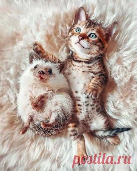 Pinterest