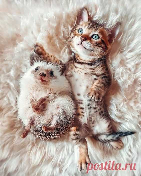 Pinterest