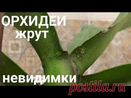 орхидеи жрут невидимые твари / будьте бдительны