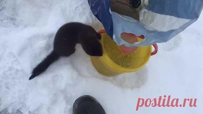 Такого я ещё не видел...