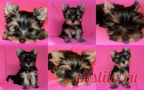 Yorki #sale