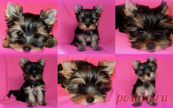 Yorki #sale
