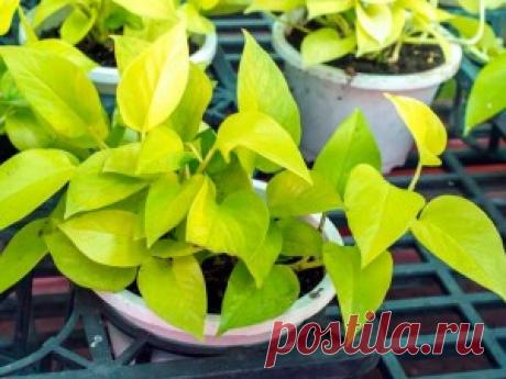 Home-ideas.ru - Идеи для интерьера, дизайн маленьких квартир, украшения для дома своими руками