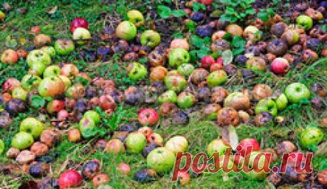 Что нельзя оставлять осенью на участке