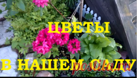 Цветы в нашем саду. — 6 соток