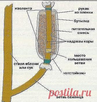 СТАРЫЙ СПОСОБ РАЗМНОЖЕНИЯ ДЕРЕВЬЕВ И КУСТАРНИКОВ
Сохрани шпаргалку, поделись с одноклассниками! 

