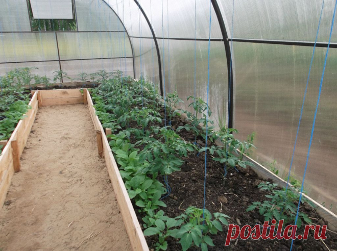 (1) Одноклассники