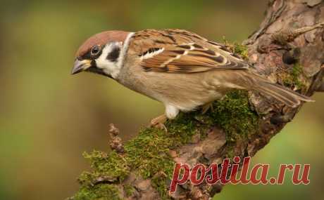 Интересные факты о тех, кто всегда рядом: о воробьях!