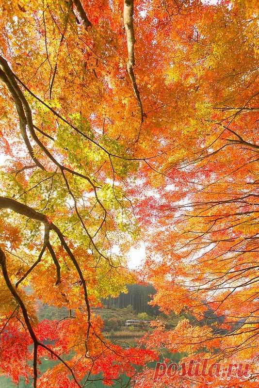 Найдено на сайте flickr.com.