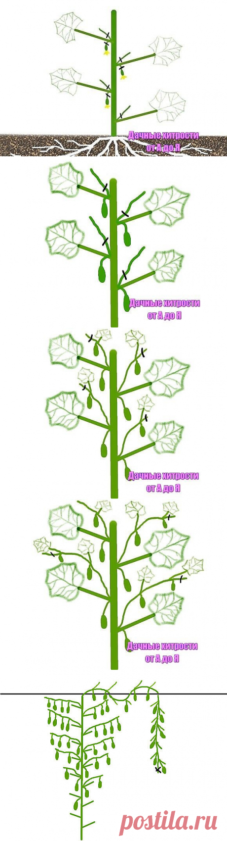 Формировка огурцов