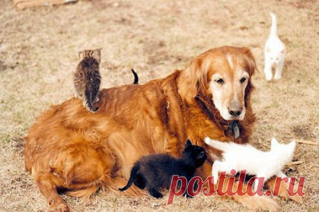 Cute&Cool Pets 4U: Милые и забавные кошки и котята