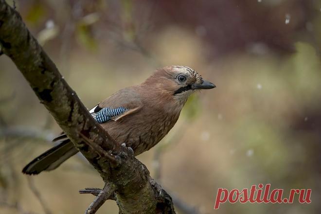 Киселёв Андрей :: Сойкины хлопоты :: Животные :: Галерея :: Клуб Foto.ru