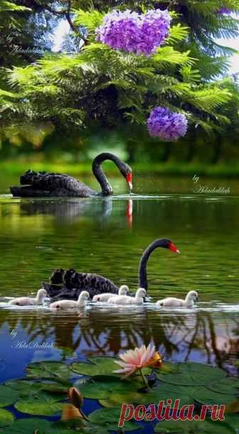 (87) Facebook