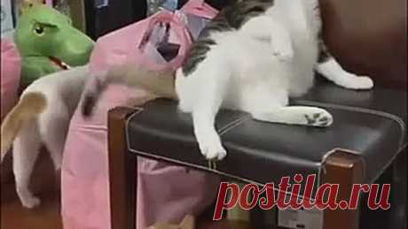 Царь сидит на троне, не мешайте ему 😾