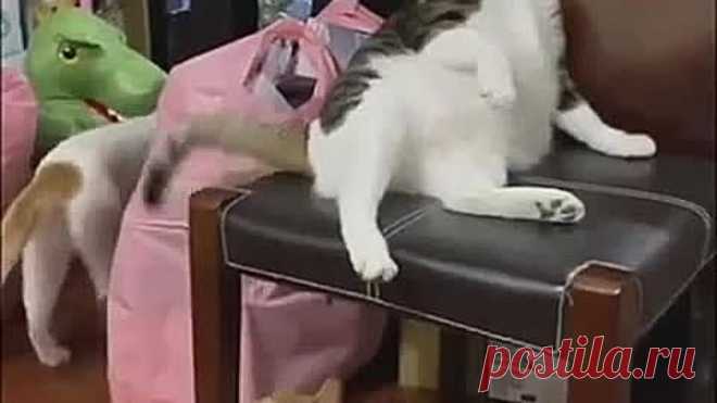 Царь сидит на троне, не мешайте ему 😾