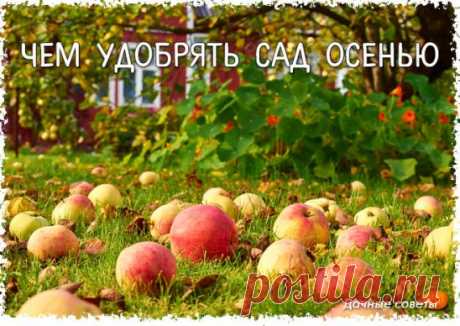 Чем удобрять сад осенью
Чтобы деревья и кустарники хорошо перезимовали, осенью их надо хорошенько накормить. А поскольку требования у всех растений разные, для каждого придется составлять отдельное меню.
Яблони и груши
Их нужно подкормить сразу после уборки урожая: 1,5 стакана суперфосфата и 1 стакан сульфата калия.
Вишня и черешня
Эти деревца полезно удобрить в сентябре: 1 стакан суперфосфата и 3 ст. ложки сульфата калия.
Смородина
Этот кустарник по сравнению с плодовыми деревьями с