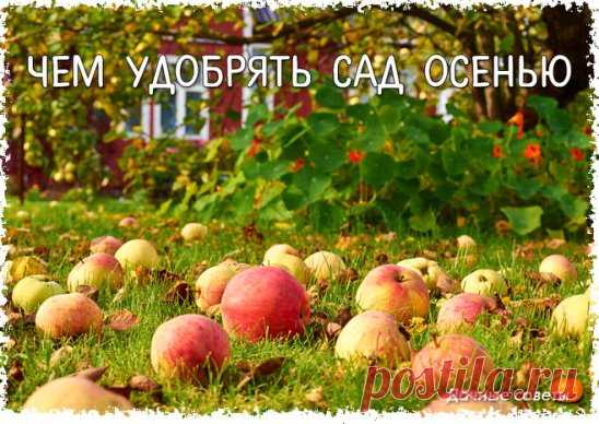 Чем удобрять сад осенью
Чтобы деревья и кустарники хорошо перезимовали, осенью их надо хорошенько накормить. А поскольку требования у всех растений разные, для каждого придется составлять отдельное меню.
Яблони и груши
Их нужно подкормить сразу после уборки урожая: 1,5 стакана суперфосфата и 1 стакан сульфата калия.
Вишня и черешня
Эти деревца полезно удобрить в сентябре: 1 стакан суперфосфата и 3 ст. ложки сульфата калия.
Смородина
Этот кустарник по сравнению с плодовыми деревьями с