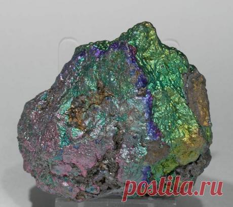 Survival of the Strangest