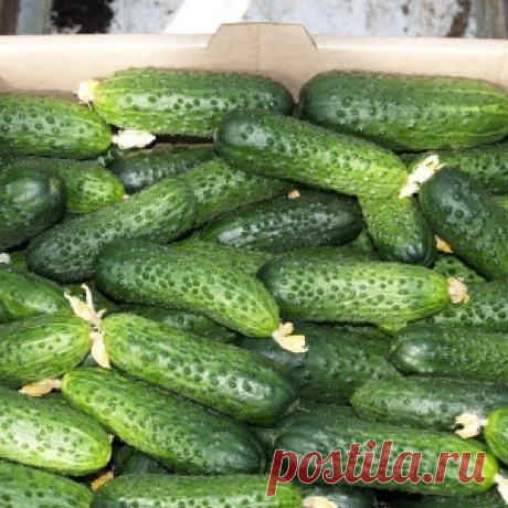 Голландцы на огуречной грядке