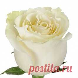 Mondial - Розы белые - Розы