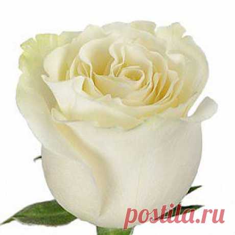 Mondial - Розы белые - Розы