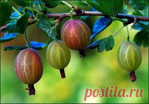 Крыжовник - полезные свойства