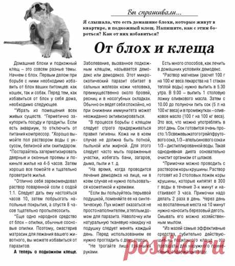 От домашних блох и подкожного клеща