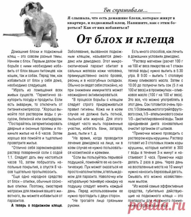 От домашних блох и подкожного клеща