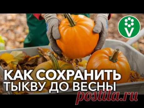 КАК СОХРАНИТЬ ТЫКВУ ДО ВЕСНЫ? Раскрываем секреты длительного хранения тыквы в домашних условиях