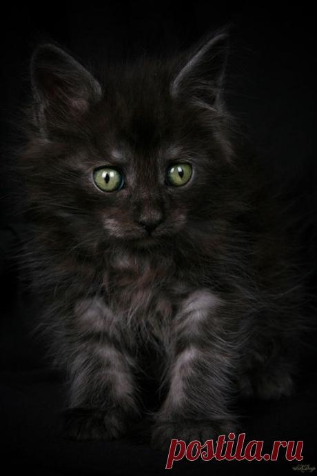 Kitten. Sorcerer by Stephie Kaczala :)