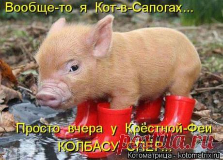Борьба с тенью (котоматрица) | Обхохочешься