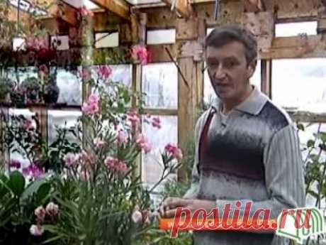 олеантры выращивание в домашних условиях видео: 3 тыс видео найдено в Яндекс.Видео