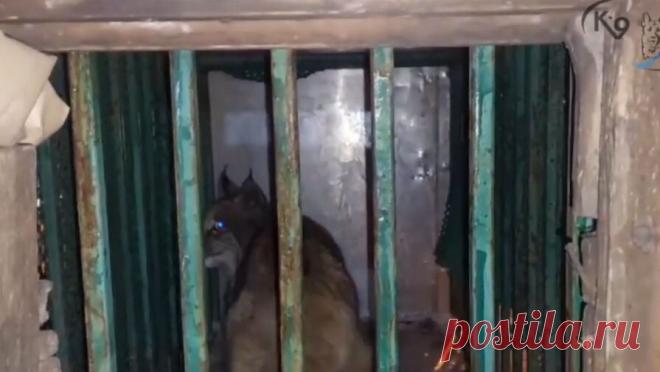 Рысь забралась в подвал пятиэтажки в Иркутске. Во Втором Иркутске рысь пряталась под балконами многоэтажки и несколько дней жила в подвале, животное удалось отловить и доставить в питомник. Об этом сообщили сотрудники питомника собак "К-9" в Telegram-канале. Дикую кошку ...